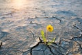 Plant growing in desert drought concept