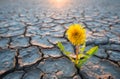 Plant growing in desert drought concept