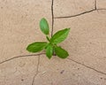 Plant growing through dry cracked soil. Royalty Free Stock Photo