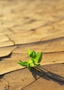 Plant growing through dry cracked soil Royalty Free Stock Photo