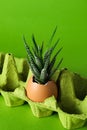 Plant growing in egg shell in egg box on green background Royalty Free Stock Photo