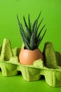 Plant growing in egg shell in egg box on green background Royalty Free Stock Photo