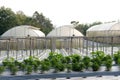plant growing in farm. vegatable plantation in green house