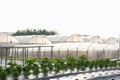 plant growing in farm. vegatable plantation in green house