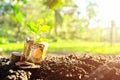 Plant growing in a glass jar of coins on soil at sunrise. Investment, investing, grow money, savings and interest concept. Royalty Free Stock Photo