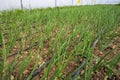 Plant growing in greenhouse onion stock photo Royalty Free Stock Photo