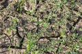 Plant growing on the ground that is cracked. Cracked dry soil in the dry season affected by global warming causing climate change Royalty Free Stock Photo