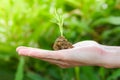Plant growing on hand soil in hand with green young plant growing agriculture and seeding the morning ecology green nature