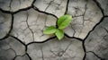 A plant growing in a hot dry desert with sunshine and rain on the horizon - new life hope concept. Dry and cracked ground, dry for Royalty Free Stock Photo