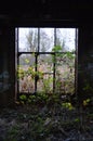 Plant growing inside an abandoned building