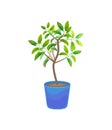 Plant Growing Lemon Tree in Pot. Vector Royalty Free Stock Photo