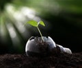 Plant growing in light bulb Royalty Free Stock Photo