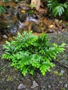 a plant growing near flowing water. The plant appears lush and healthy with vibrant green leaves. ????????