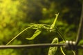 Plant growing nearly steel blur background