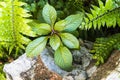 Plant growing next to a rock Royalty Free Stock Photo