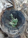 Plant growing in the old burnt Teakwood tree