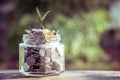 plant growing out of coins Royalty Free Stock Photo