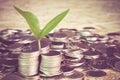 Plant growing out of coins Royalty Free Stock Photo