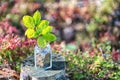 plant growing out of coins with filter effect retro vintage style Royalty Free Stock Photo