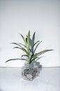 Plant growing out of coins in a glass jar. Royalty Free Stock Photo