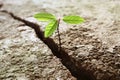 Plant growing out of concrete Royalty Free Stock Photo