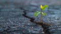 A plant growing out of the concrete pavement with fissures