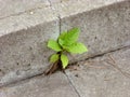 Plant Growing out of Concrete Royalty Free Stock Photo