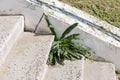 Plant growing out of a crack on concrete stairs edge Royalty Free Stock Photo