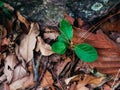 Plant growing out of dry leaf and stone Royalty Free Stock Photo
