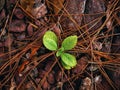 Plant growing out of dry leaf and stone Royalty Free Stock Photo