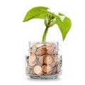 Money Tree - Grow Your Wealth Royalty Free Stock Photo