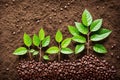 A plant growing out of a pile of coffee beans, symbolizing the growth and development of a business. Royalty Free Stock Photo