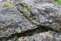 A plant growing out of a rock