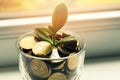 Plant growing out of savings coins glass jar - investment and interest rate concept