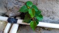 Plant Of Growing Peepal In The Wall. Royalty Free Stock Photo