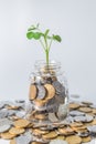 Plant Growing in savings coins - Inverstment and internet concet