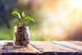Plant Growing In Savings Coins Royalty Free Stock Photo