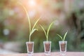 Plant growing in savings coins jar, Business growth, interest and investment concept Royalty Free Stock Photo