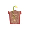 Plant growing from seed of a bean in a pot with ground soil, stage of growth, pot in a cross section vector Illustration