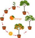 Plant growing from seed to orange tree. Life cycle plant