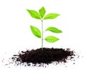 Plant growing in soil Royalty Free Stock Photo