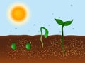 Plant growing from the soil Royalty Free Stock Photo