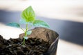 Plant growing from the soil bag , little tree Royalty Free Stock Photo