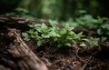 Plant growing soil closeup. Generate Ai Royalty Free Stock Photo