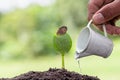 Plant growing on soil and drop of wate, protecting environment. Growing seedlings, The idea of planting trees to reduce global