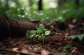 Plant growing soil. Generate Ai Royalty Free Stock Photo