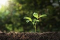 plant growing on soil with sunshine. eco earth day concept Royalty Free Stock Photo