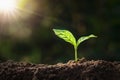 plant growing on soil with sunshine. eco earth day concept Royalty Free Stock Photo