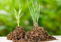 Plant growing on soil / soil on wood with green young plants growing agriculture and seeding Royalty Free Stock Photo