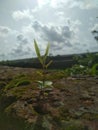 A plant growing on a solid rock with beautiful natural background Royalty Free Stock Photo